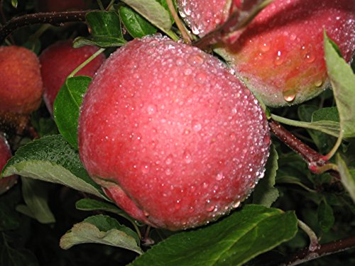 McIntosh Apple Tree Semi-Dwarf - Healthy - Established - 1 Gallon Trade Pot - 1 each by Growers Solution McIntosh Apple Tree Semi-Dwarf - Healthy - Established - 1 Gallon Trade Pot - 1 each by Growers Solution
