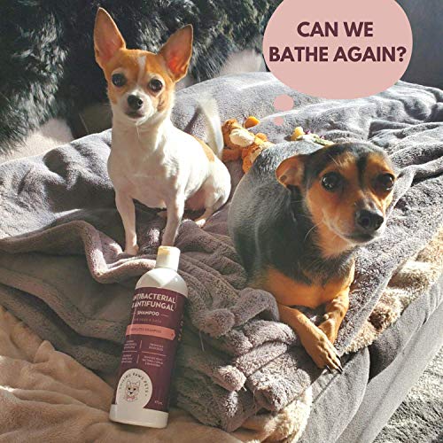 Antibacterial & Antifungal Shampoo For Dogs & Cats Contains