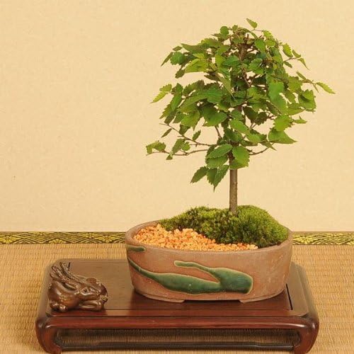 Amazon ミニ盆栽 欅 けやき 瀬戸焼鉢 遊恵盆栽 観葉植物