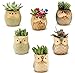 Weierken Mini 6PCS Owl Pot Ceramic Flowing Glaze Base Serial Set Succulent Plant Pot Cactus Plant Pot Valentine's Day Container Planter Bonsai Pots with A Hole, Christmas