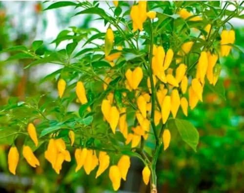 CATTERPILLAR FARM® Peruvian Lemon Very Rare South American Citrus Flavored Chilli 20 Rare Seeds