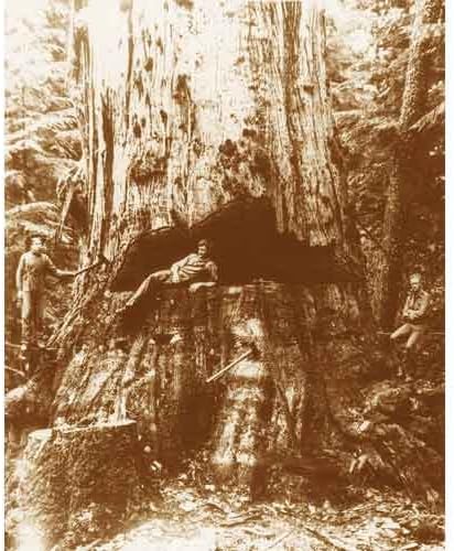 Photographs - DS Decor Photos Quality Digital Print of a Vintage Photograph - Lumberjacks Cut Douglas Fir, Washington 1909. Sepia Tone 11x14 inches - Luster Finish