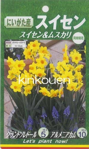 Amazon D 32 水仙ｸﾞﾗﾝﾄﾞｿﾘﾄﾞｰﾙ5球 ﾑｽｶﾘｱﾙﾒﾆｱｶﾑ10球ｾｯﾄ 球根