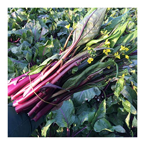 Red Chinese Kale 2000 Seeds Asian Vegetable Garden Original Color Retail Package 原装彩包红菜苔红菜薹 紫菜薹 红油菜薹 蔬菜种子