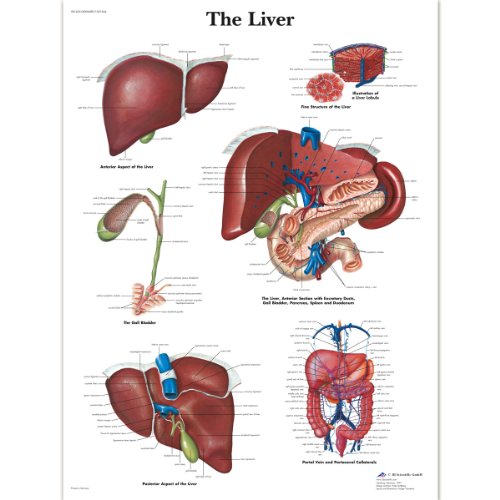 3B Scientific Human Anatomy - The Liver Chart, Laminated Version