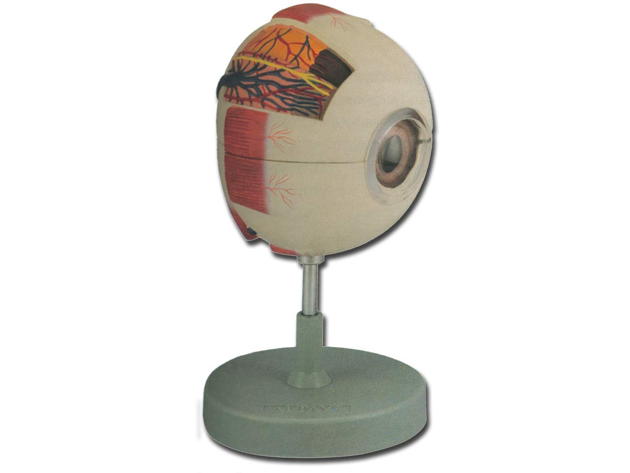 Gima - Anatomical Model of Human Eye, Modular in 6 Parts, Magnification 6X โ image 1