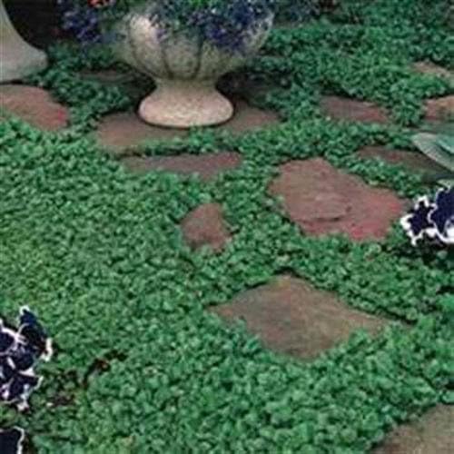 PBHKP Fresh 1 Lb - Dichondra Ground Cover Seed