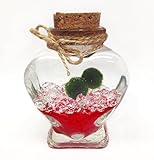 Luffy Marimo Ball Gift Set: Marimo Plant Symbolizes Love - Includes a Heart Shaped Bottle - Increase your Love with this small DIY project (packaging material included) - Perfect for someone Special