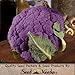 Package of 100 Seeds, Cauliflower "Purple of Sicily" (Brassica oleracea) Seeds By Seed Needs