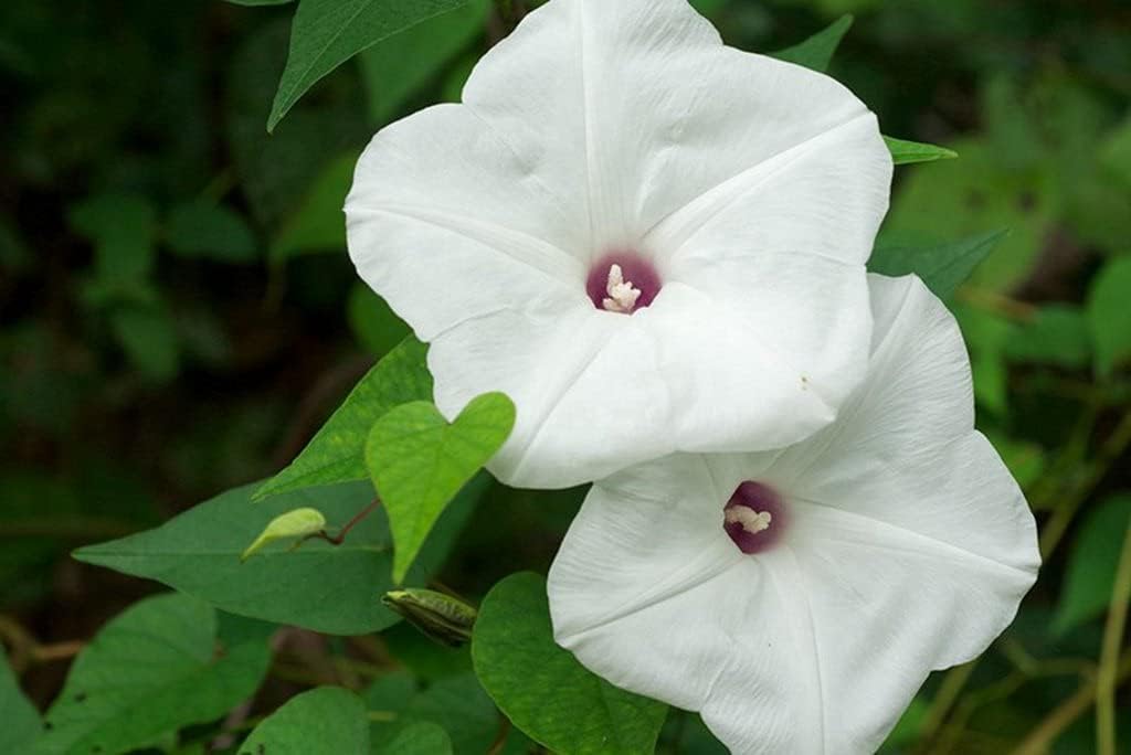 Amazon Co Jp A0 特大 ポスター 朝顔の花白緑のクローズアップ 壁紙ウォールステッカーポスター A0 11x841mm Diy 工具 ガーデン