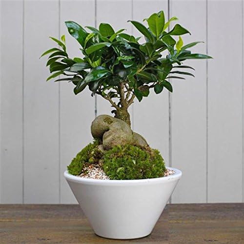 Bonsai Tree - Margaret Emms Fresh Flowers Delivered