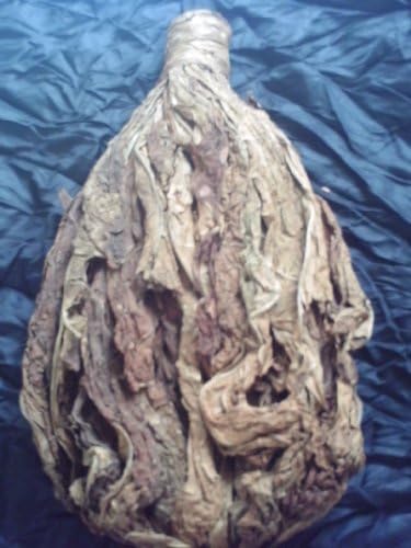 American Turkish Full Flavor Combo Tobacco Seeds Samsun Burley Virginia Ynedje by Basin Seed Bank