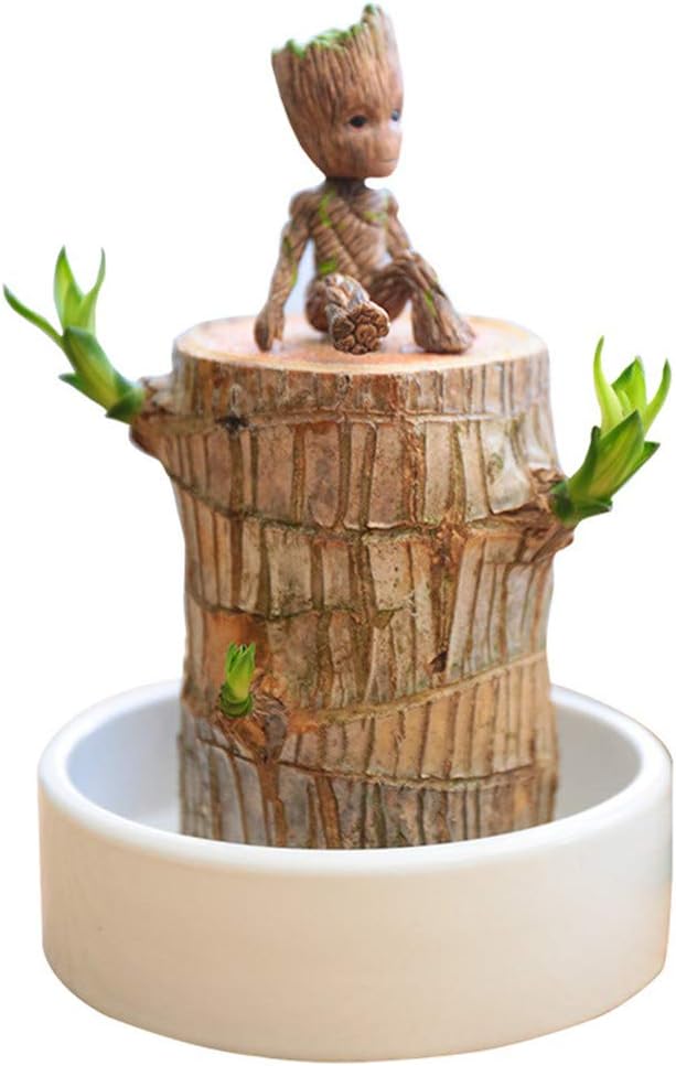 Groot Plant Pot Grote Hydroponi Plants Indoor Pot Brazilian Wood Lucky Wood Plant Pot Flowers Hydroponic Mini Desktop Greenery