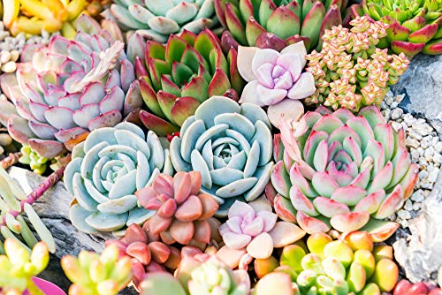 Real Live Succulent Plants (5 Pack), Fully Rooted in Planter Pots with Soil - Unique Indoor Cactus Decor by The Succulent Cult