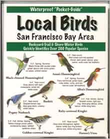 Local Birds Of The San Francisco Bay Area President