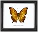 Thai Framed Real The Cruiser Butterfly Collection Gift Display Insect Taxidermy
