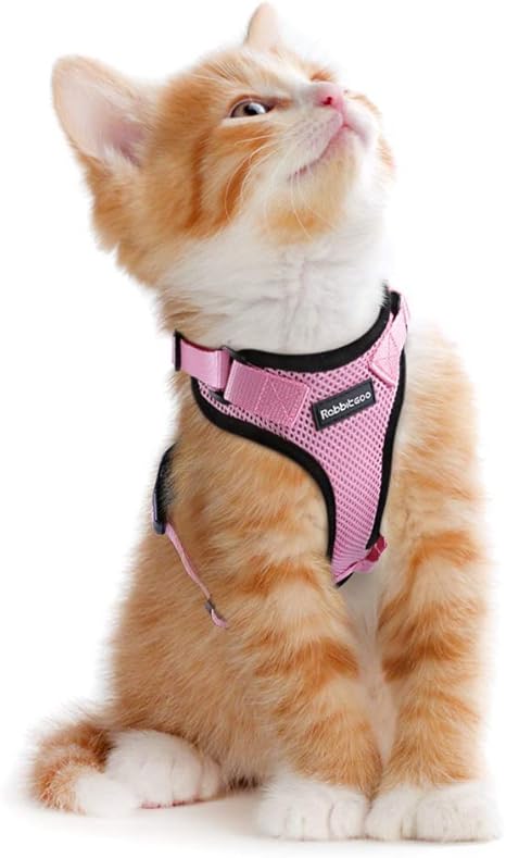 Rabbitgoo Harnais Chat Reflechissant Harnais Pour Petit Chien Chihuahua Veste Chat Reglable Pour Lapin Chat Petit Maine Coon Yorkshire Jack Russel S Rose Attache Dessus Pour Promener Amazon Fr Animalerie