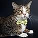 Business Cat Bow Tie - 2 Piece Set with Breakaway Collar (The Chairman Set)