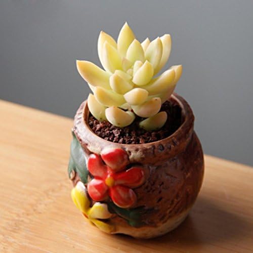Dreamall 100pcs Seeds Succulent Flower Pseudotruncatella Living Stone Bonsai Mini P Cacti & Succulents