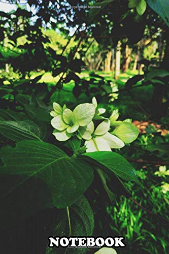 Notebook: Photography Of A Wild Flower Inspired By The Music Arou , Journal for Writing, College Ruled Size 6" x 9", 110 Pages