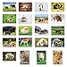 BABY ANIMALS postcard set of 20 postcards. Animal babies post card variety pack. Made in USA.