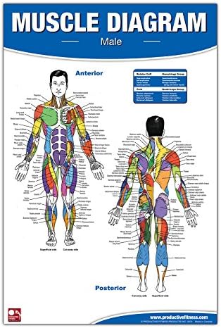 Male Muscle Diagram Laminated Poster / Chart