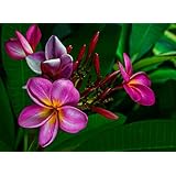 GROW HAWAII- HAWAIIAN PINK PLUMERIA PLANT CUTTING.