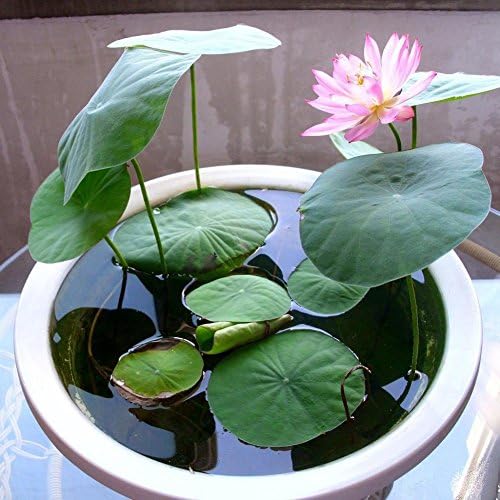 KAYI Lotus Seeds Water Lily Mixed Colors Lotus Plant Seeds Home Garden Planting DIY Gardening Pink 10 pcs