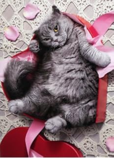 39 Overly Adorable Kittens To Brighten Your Day