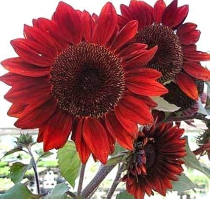 Amazon.com: red Giant Sunflower - Crimson Queen - 240 Organic ...