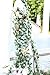 SUPLA 6.6' Long Artificial Eucalyptus Leave Greenery Garland Faux Silver Dollar Eucalyptus Plant Silk Hanging Fake Eucalyptus Twig Vine Garland for Wedding Baby Shower Holiday Jungle Greenery Decor