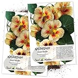 Seed Needs, Peach Melba Nasturtium (Tropaeolum nanum) Twin Pack of 110 Seeds Each