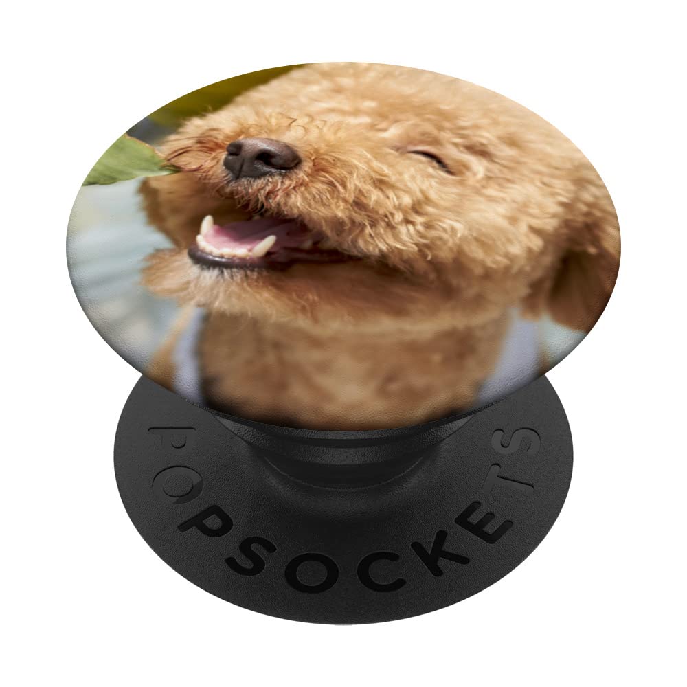 Poodle Cute Dog Pet Animal Dogs PopSockets Swappable PopGrip