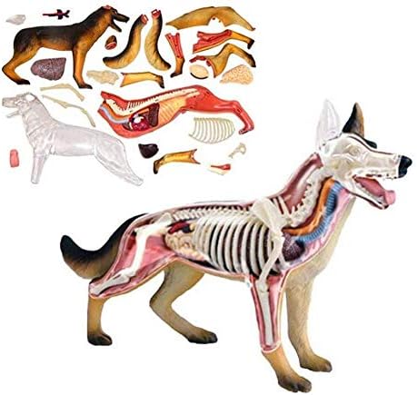 組み立てモデル動物のセレトンの構成教育学習おもちゃの犬 4d解剖学モデルキット 教育動物パズル組み立てキットギフト学校の動物の臓器の子供の解剖学