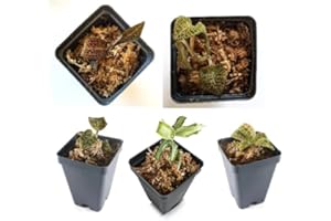 Bloomify Jewel Orchid Collection, Bundle of Five Jewel Orchids,