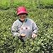 White Mulberry Tea - Loose Leaf - Blood Sugar Balance Herbal Tea - Pure Morus Alba - Caffeine-Free - 1 Ounce