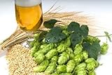 German Magnum Hop Seed * Bulk 100 Seeds * Hops * Aroma * Cash Crop*beer *