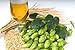 GERMAN MAGNUM HOP SEED BULK 100 SEEDS HOPS AROMA CASH CROPBEER