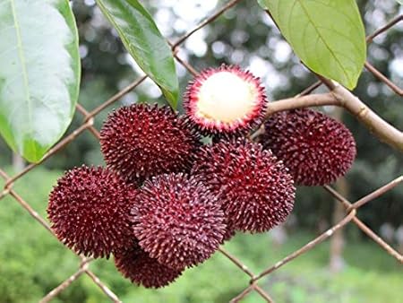 Coconut Lagoon Rare Exotic Tropical fruit Plant