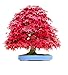 Feather Maple Bonsai Seeds – Rare Colorful Leaves –– 50 seeds (50pcs, Red)