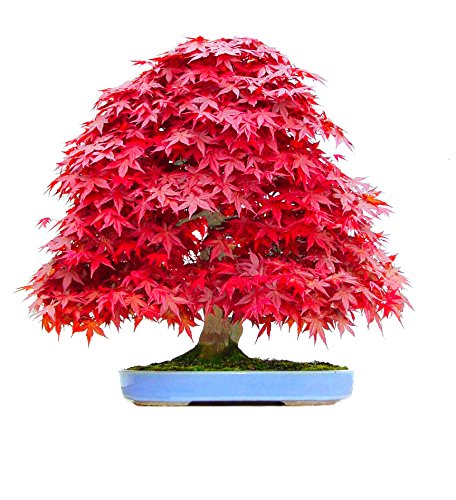 Feather Maple Bonsai Seeds – Rare Colorful Leaves –– 50 seeds (50pcs, Red) Feather Maple Bonsai Seeds – Rare Colorful Leaves –– 50 seeds (50pcs, Red)