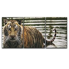 3 Panel Canvas Wall Art - Tiger Getting Wet in The River - Giclee Print Gallery Wrap Modern Home Art Ready to Hang - 16"x24" x 3 Panels