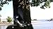 Hammock Straps XL - Easiest Way to Hang Any Hammock on Any Tree -Don't Risk Your Back - Camping Accessories Supplies Include Ultralight Suspension Strap, Carabiner Hooks, Portable Pouch, Free eBook