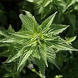 2000 STINGING Nettle Seeds Urtica Dioica Perennial
