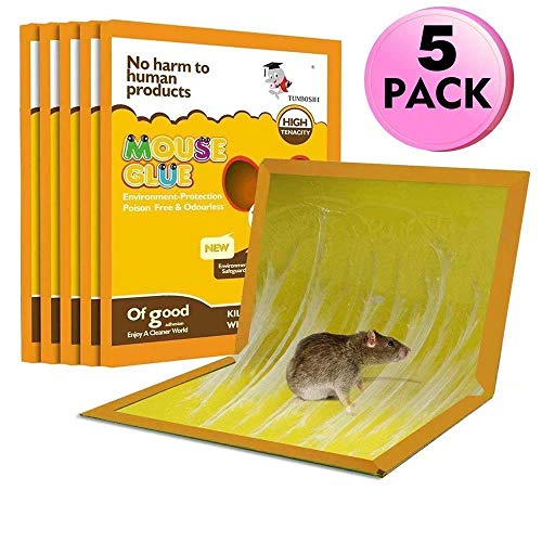 How To Get Rid of Rats 2019 Traps, Poison, Humane Methods