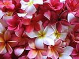 10 Frangipani MIXED PLUMERIA Rubra Lei Flower SeedsComb S/H by Seedville