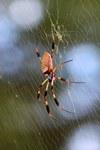 The Golden Silk Spider Journal: 150 page lined notebook/diary Paperback – May 20, 2018