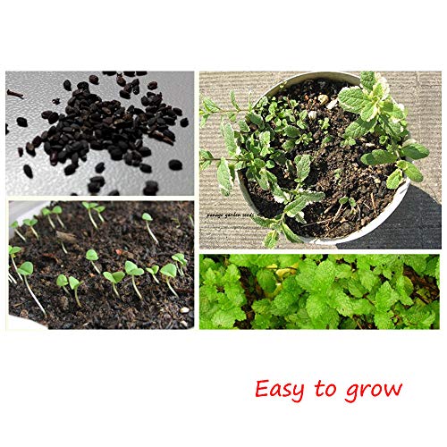 500+ Peppermint Seeds for Garden Planting, NonGMO Organic Edible Green