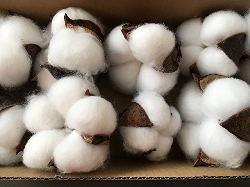 10 pieces of natural and synthetic blend cotton bolls (balls) for wreaths, decor, off stick branches wired raw look white cotton branch picks