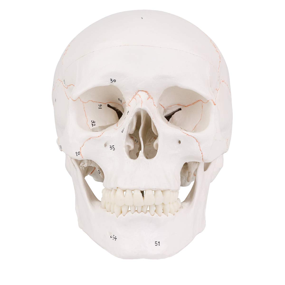 LYOU Human Skull Model, Numbered Skull Anatomy Model for Medical Professionals, Students & Teachers